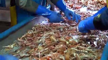 Brexit : l'espoir des pêcheurs britanniques