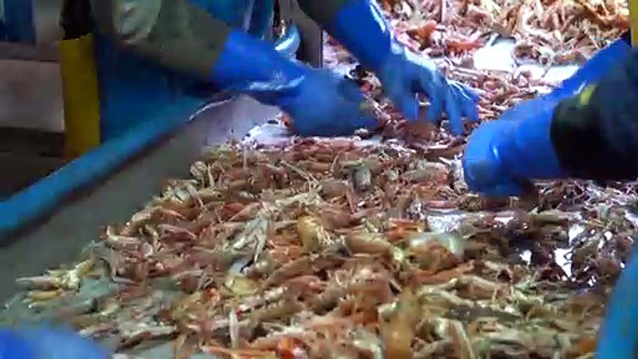 Brexit : l'espoir des pêcheurs britanniques