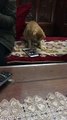 Cute Cat Plays on Smartphone