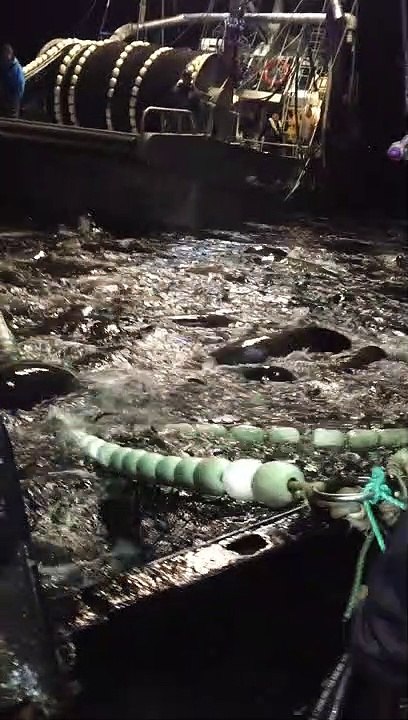 Sea Lions Ruin Plans for Fishing