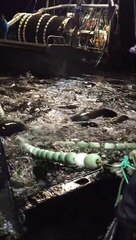 Sea Lions Ruin Plans for Fishing