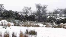 First snowfall of the year in Northern Ireland leaves forest covered