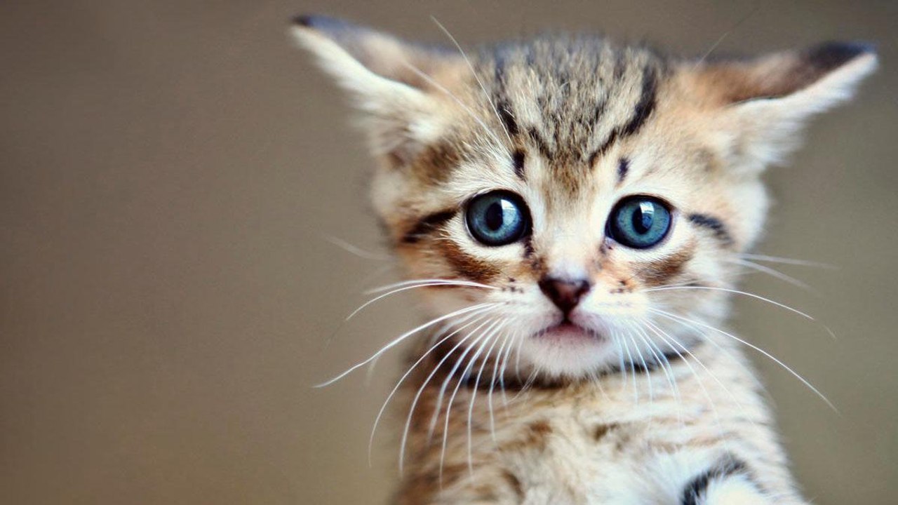 This Canadian Hero Saved Three Frozen Kittens Using a Cup of Coffee