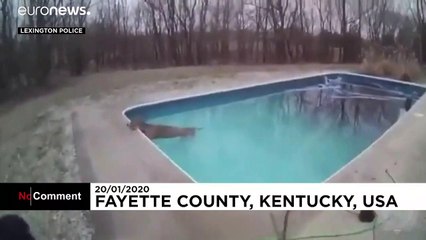 USA: Polizei rettet Hirsch aus Swimmingpool