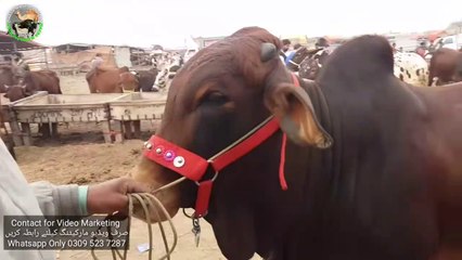 Sub ki Request per Karachi line Bachriyan wo b Itni Kamaal ki Bakra Eid 2020 K Liye