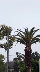 Posljednji let Kobe Bryanta