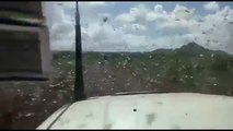 Invasion de criquets (locusts'), East Africa - Janvier 2020