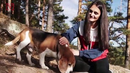 This is How you Should Really be Walking Your Dogs