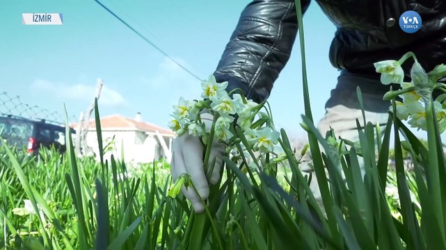 Karaburun Yeniden Nergis Kokuyor