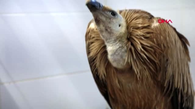 Denizli yaralı kızıl akbaba ve şahine yardım