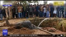 [이 시각 세계] '7m 깊이' 우물에 빠진 코끼리