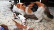 Mother Cat Picks Up Her Babies To Safe House