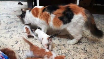Mother Cat Picks Up Her Babies To Safe House