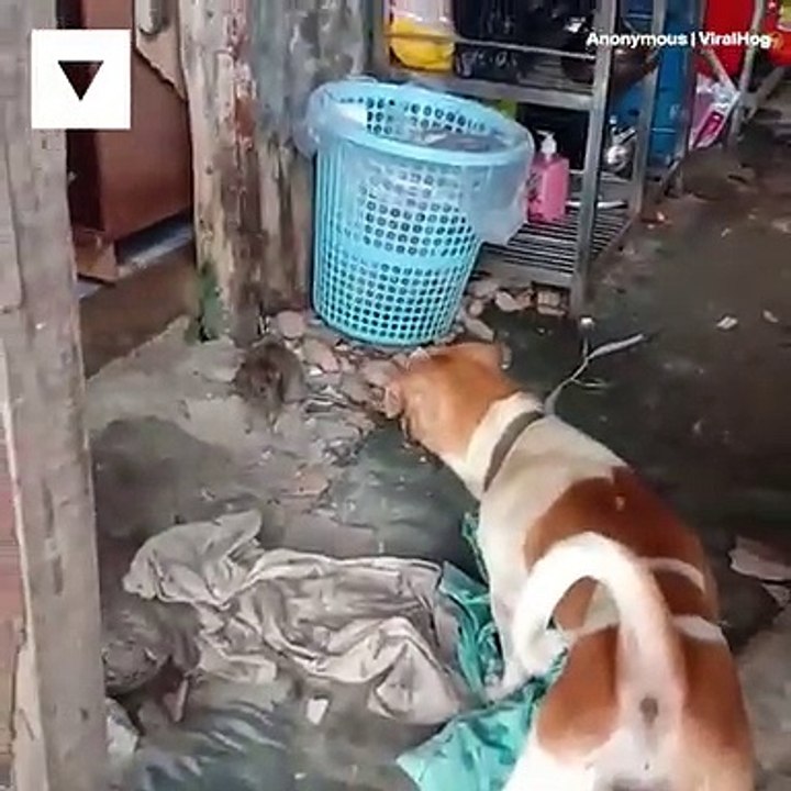 RATA GIGANTE CONTRA PERRO
