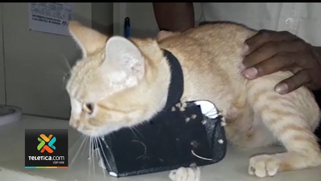 tn7-decomisos-carceles-280120