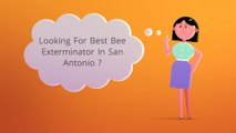 Bee Exterminator In San Antonio