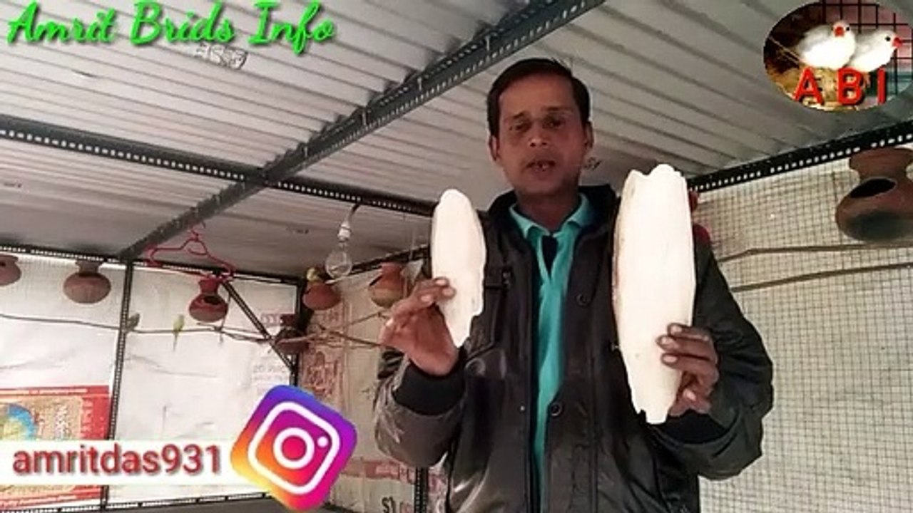 CuttIeish bone for all exotic Brids / calcime carbonate for Australian parrots