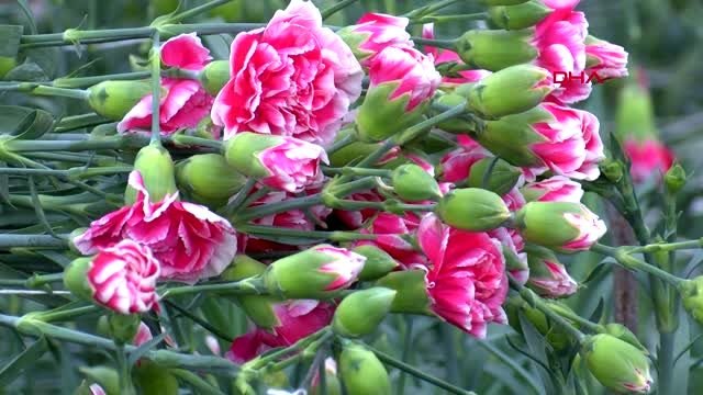 Antalya avrupalı sevgililere 60 milyon dal çiçek gönderildi