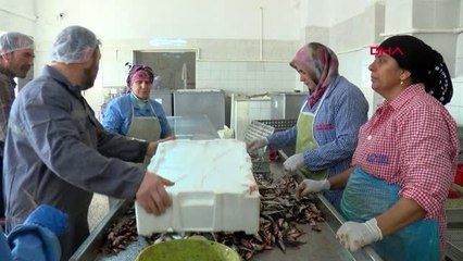 Çanakkale 70 yıldır sadece kadın eli değiyor