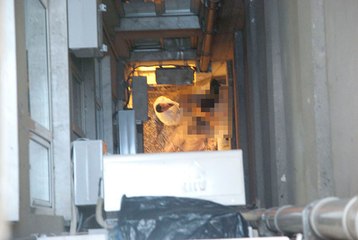 Paksoy kardeşlerden duruşma savcısına suç duyurusu