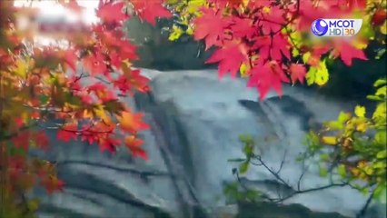 world today 29 ม.ค. 63: ไขปริศนา! ทำไมค้างคาวไม่ตายเพราะเชื้อไวรัส