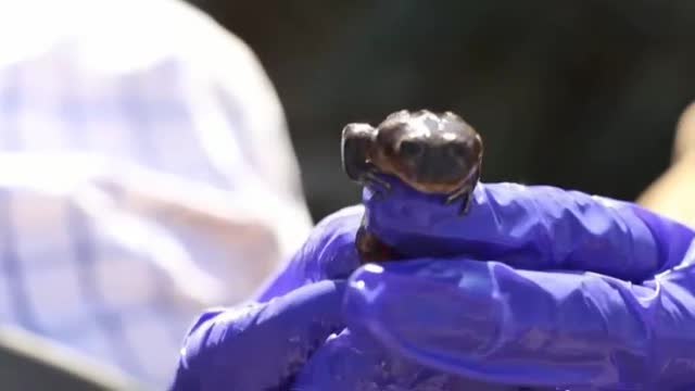 Científicos chilenos luchan por salvar a las últimas ranas del desierto