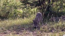 Hero Mother Boar Save Baby From Cheetah Hunt . WARTHOG vs Leopard   Aniamals Save Another Animals