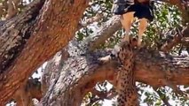 Hero Mother Leopard save Baby From Eagle hunting Fail   Most Amazing Animals save another Animals