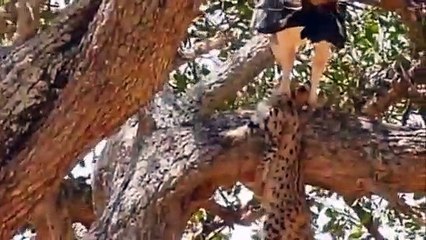 Hero Mother Leopard save Baby From Eagle hunting Fail   Most Amazing Animals save another Animals