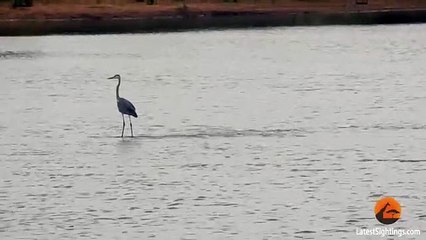 Heron Surfing Kruger Style!