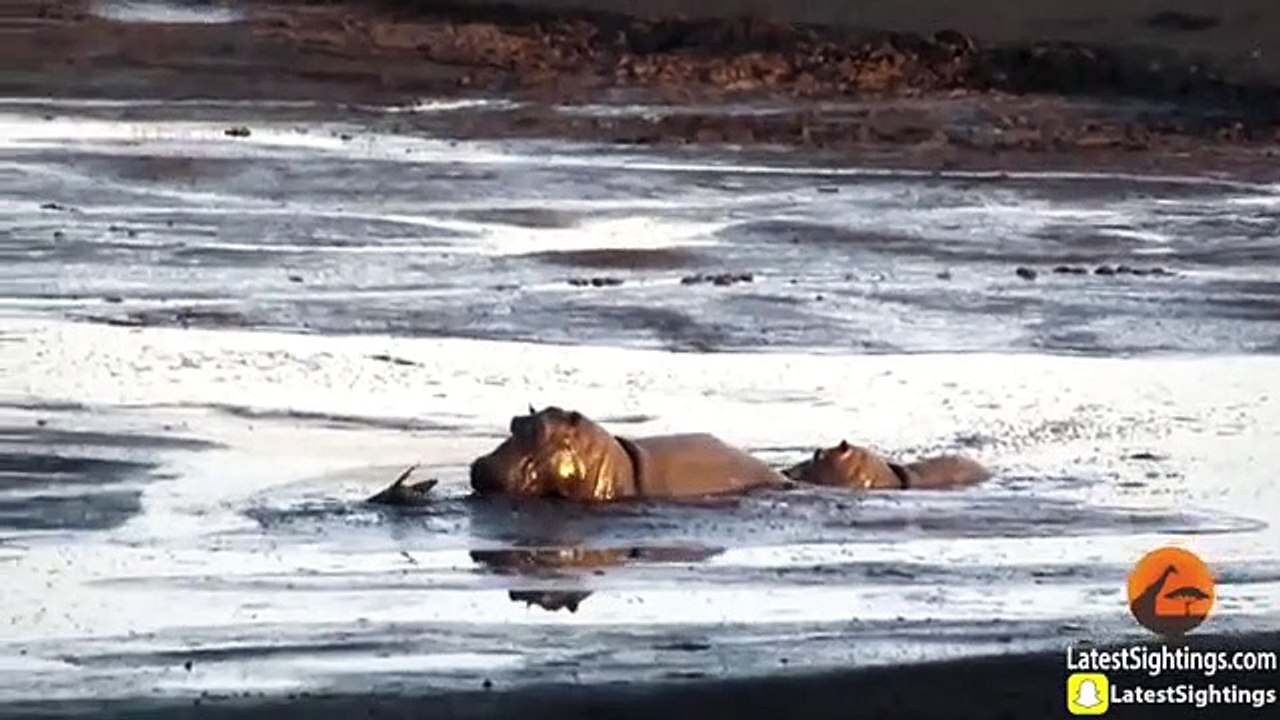 Hippo Kills an Impala That's Stuck in Mud After Lions Chased it