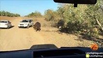 Hippo Bites Land Rover As Lions Attack