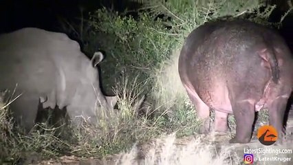 Hippo Learns Lesson From Rhinos