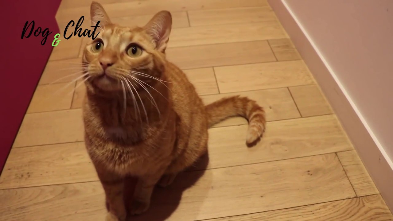 5 CHOSES A SAVOIR AVANT D'AVOIR UN CHAT