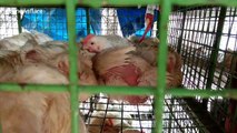 Chickens culled in India as H5N1 bird flu virus discovered on poultry farm