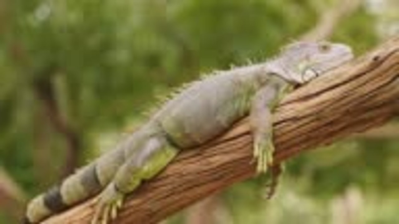 Pluie d'iguanes en Floride !