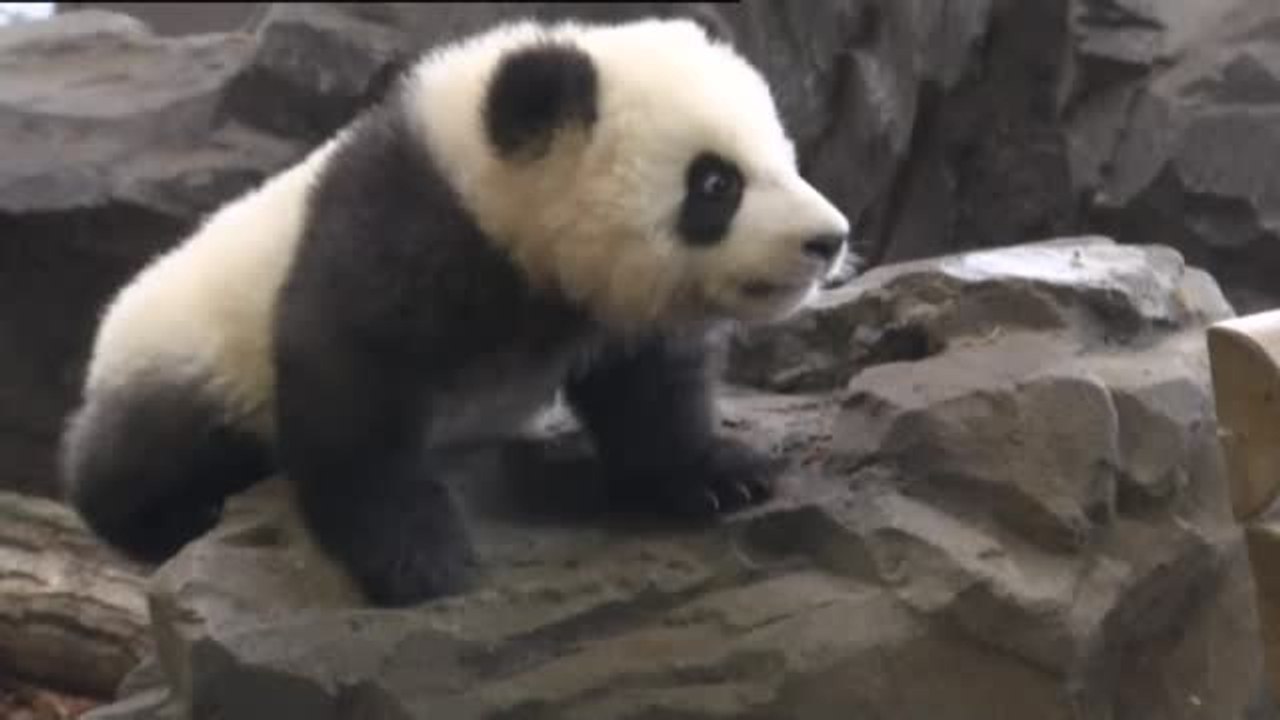 El zoológico de Berlín presenta al público sus dos crias de osos panda nacidos en agosto