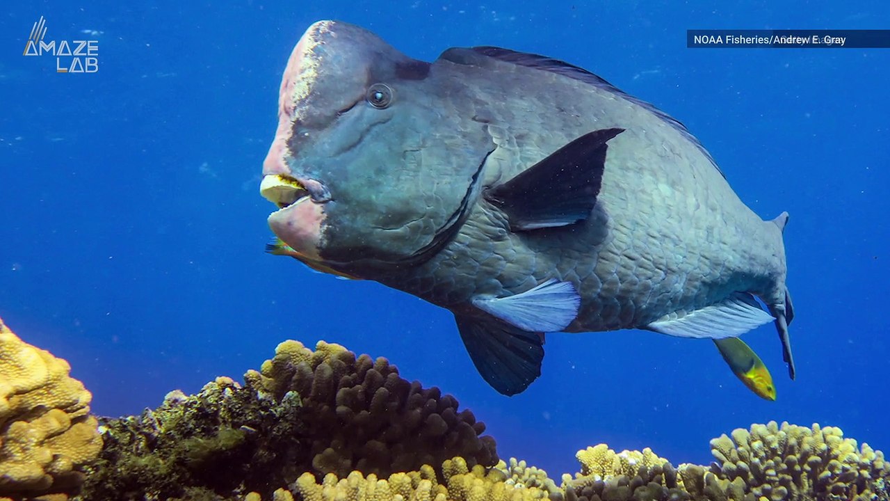 Incredible Buck-Toothed Fish Can Bite Through Rocks