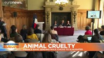 France bans culling of male chicks and castration of piglets without anaesthetic