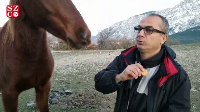 Yabani yılkı atlarını ağzıyla besledi