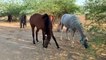arabian horses run outside farm
