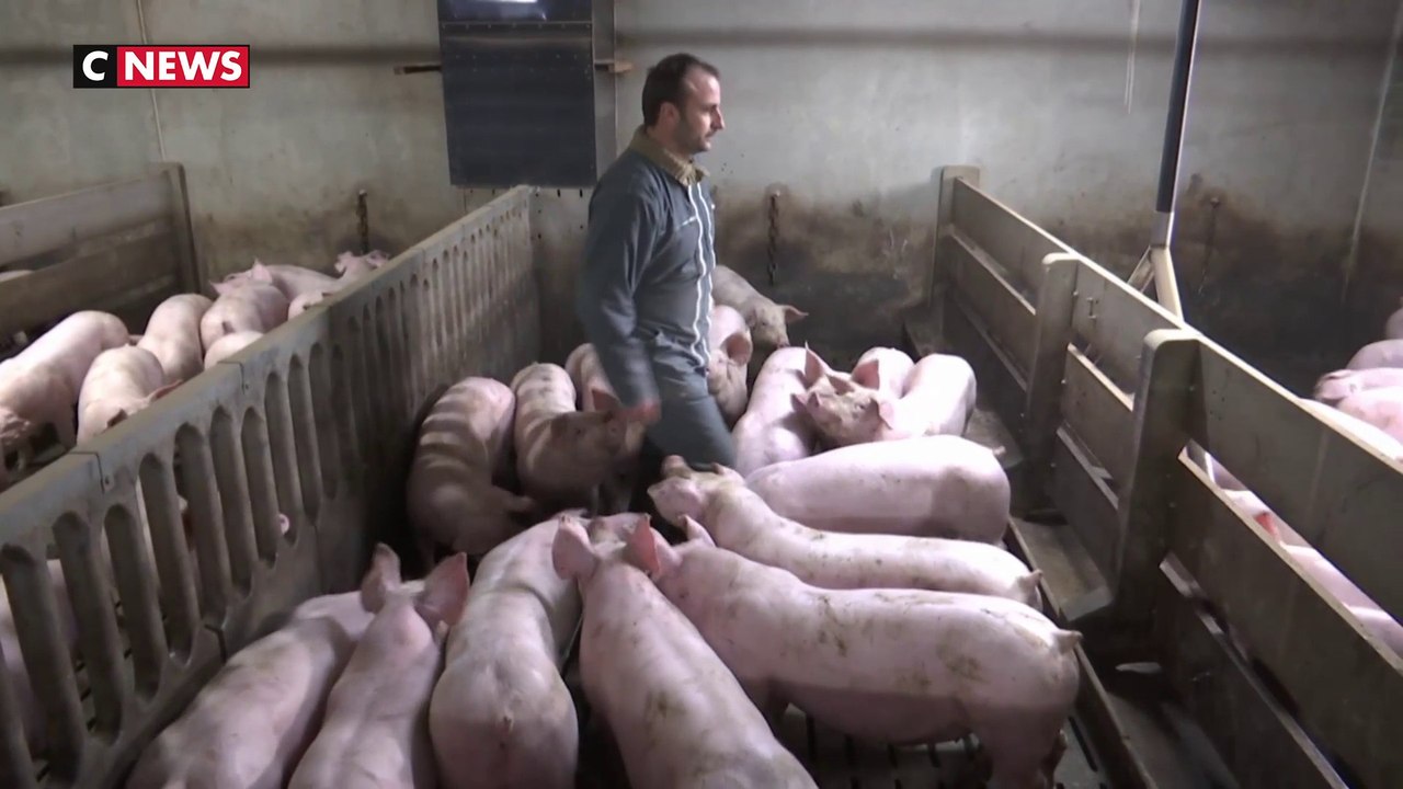 Elevage : le broyage des poussins et la castrat...