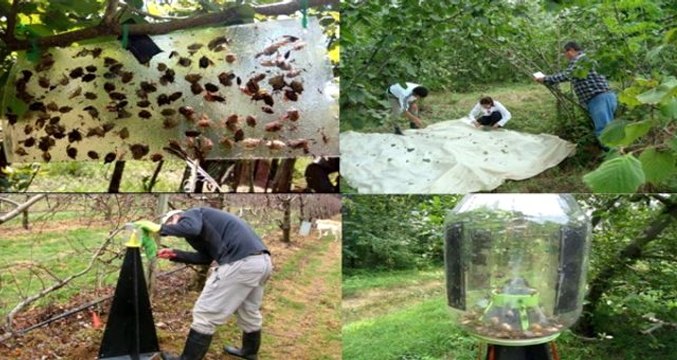 Kahverengi kokarca nedir? Kahverengi kokarca zararları! Kahverengi kokarca hangi bitkilere zarar veriyor? Kahverengi kokarca ile mücadele yöntemleri