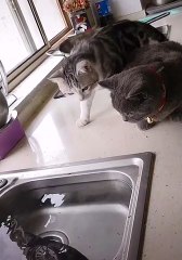 Deux chats et un poisson : Quand la proie devient le prédateur !