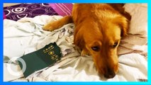 Coronavirus: Wanita batal ke Wuhan karena anjing gigit paspornya - TomoNews