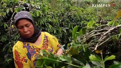 Cobain Kopi Gayo Tradisional Aceh di Pinggir Danau