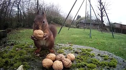Un écureuil cache des noix dans sa réserve