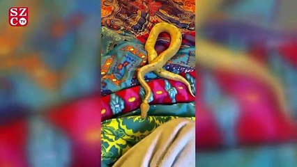 Güzel oyuncunun piton aşkı