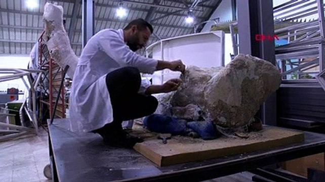 7.5 milyon yıllık fosil böyle temizleniyor