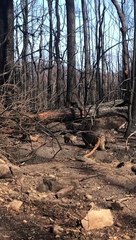 Wombat and Baby Wander Through Burnt Bush
